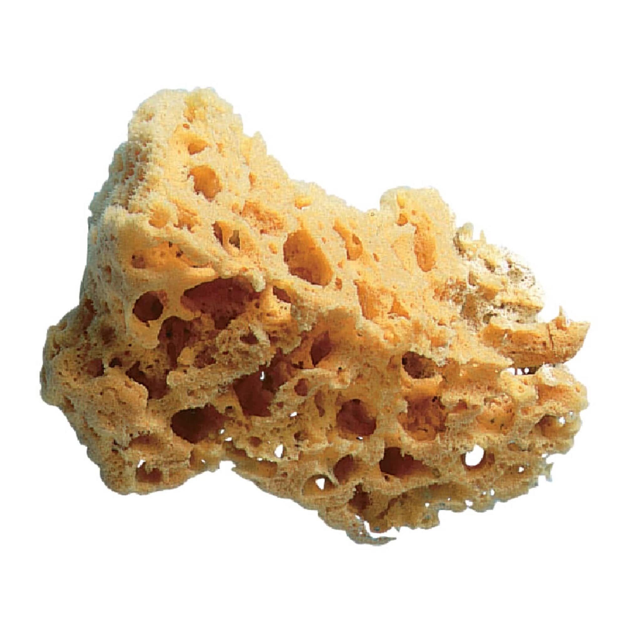 SuperTuff 5-6" Grass Sea Sponge Trimaco Marine 10136